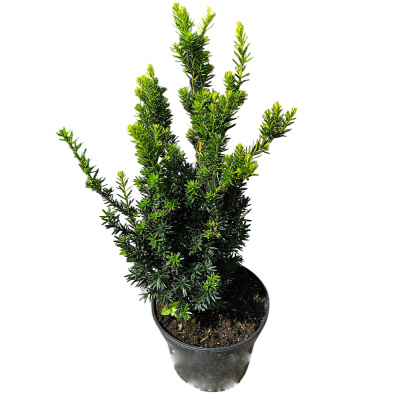 Тис средний Хилли 12/25