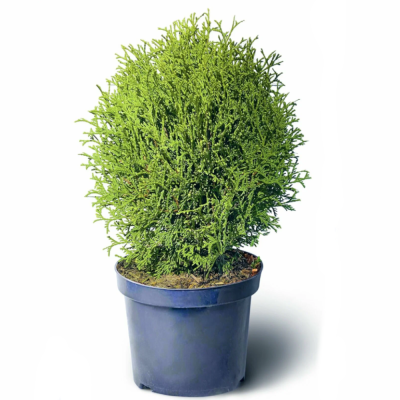 Туя западная Тини Тим 19/25