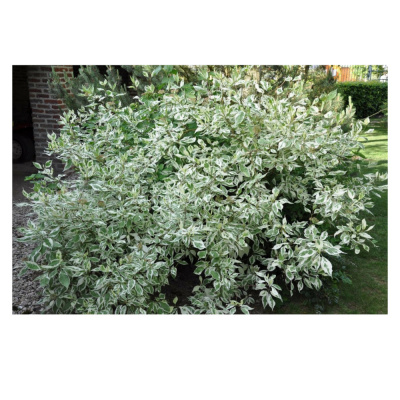 Дерен белый Элегантисима С1,5 15-20