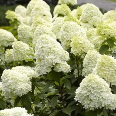 Гортензия мет. Лаймлайт С3/30-50