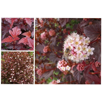 Пузыреплодник калинолисный Леди ин Ред С3