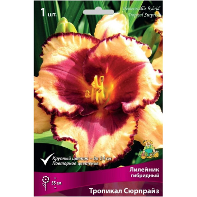 Лилейник гибридный Тропикал Сюрпрайз/К