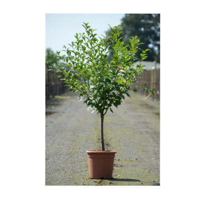 Миндаль трехлопаст. с10 Ра120