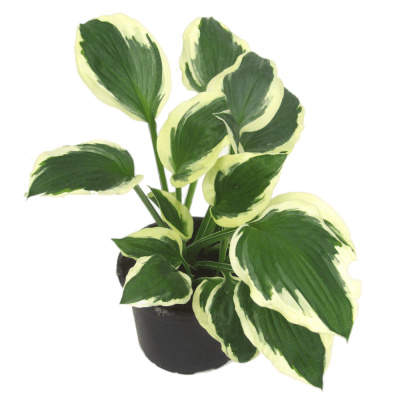 Хоста в асс. с2/3