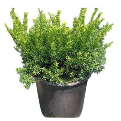 Тис средний Денсиформис 12/50