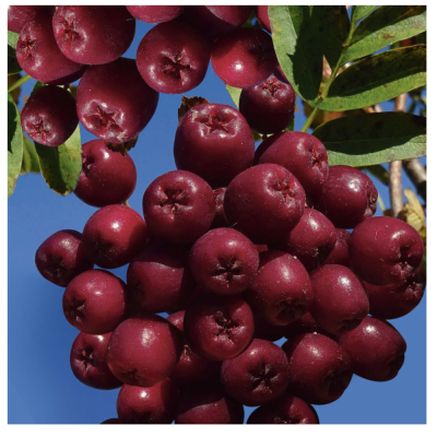 Рябина Гранатная/С