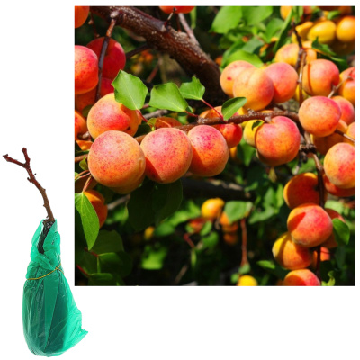 Абрикос Графиня/С