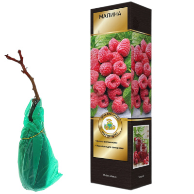 Малина ремонтантные сорта Осенняя Красавица/ЦКорЛюкс