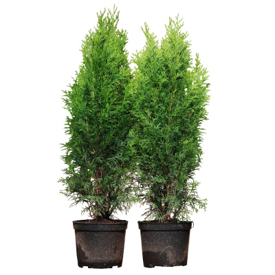 Туя западная Смарагд С5