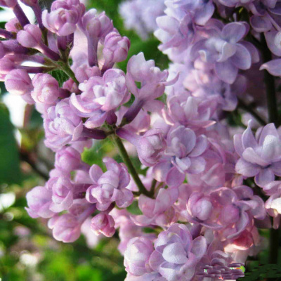Сирень обыкновенная 'Монтень' : Syringa vulgaris 'Montaigne',С5,40-60