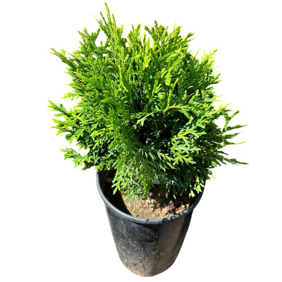 Туя Даника 23/25