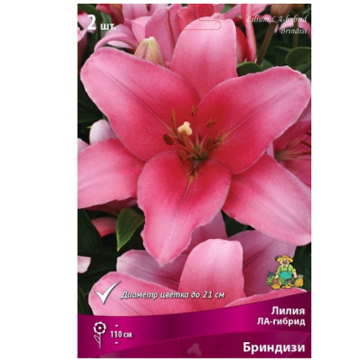 Лилия ЛА-Гибрид Бриндизи 14-16/К 2шт