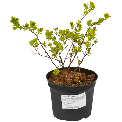 Спирея березолистная Айслэнд (С2)