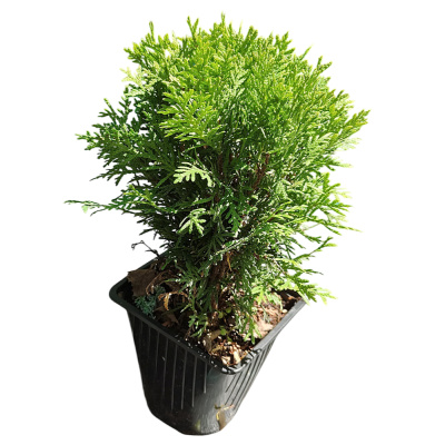 Туя Глобоза С5/20-40