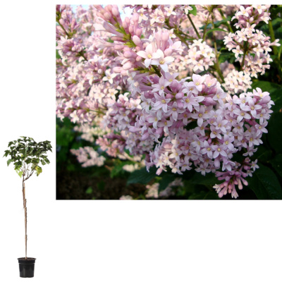 Сирень венгерская с15