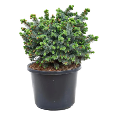 Ель ситхинская Зильберцверг C11