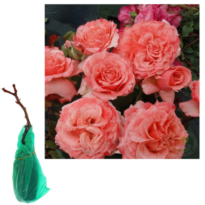 Роза парковая Лоран Каброль