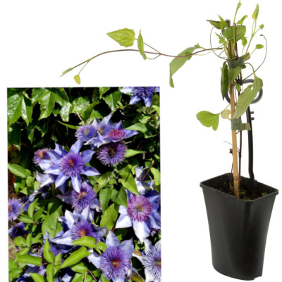 Клематис гибридный Мульти Блю, (D-11; H-40)