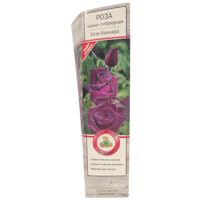 Роза чайно-гибридная Блэк Баккара/ЦКор