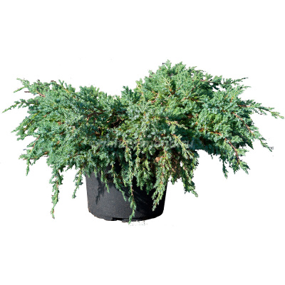 Можжевельник чешуйчатый Holger C1