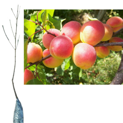 Абрикос Краснощекий