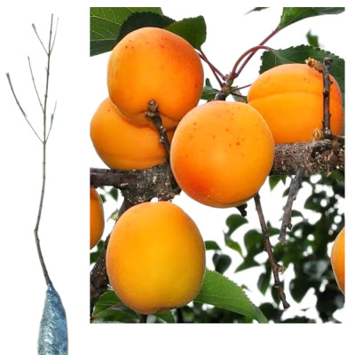 Абрикос Медовый