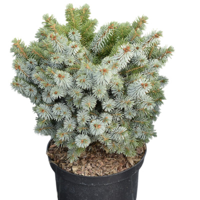 Ель ситхинс. Midget с5 Ра90-100