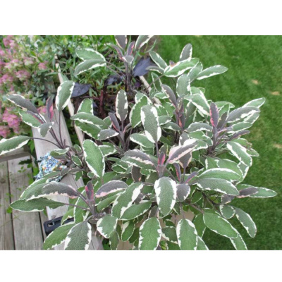 Ива пепельная Триколор (С7,5)				