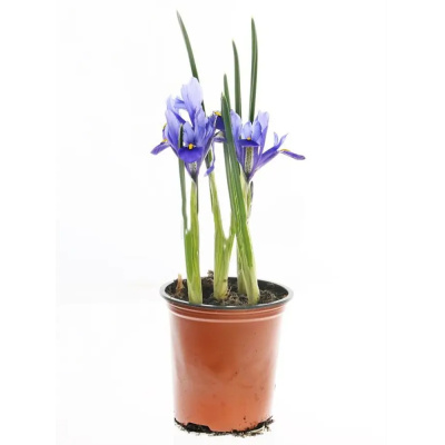 Ирис в асс. с2/3