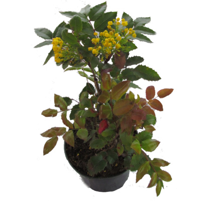 Магония падуболистная . . . 20-40. . С5. . .