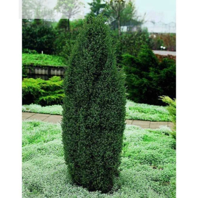 Можжевельник обыкновенный "Хиберника",С3,20-30