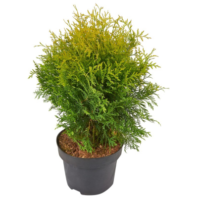 Туя зап Голден Глоб м 60-80 (П)