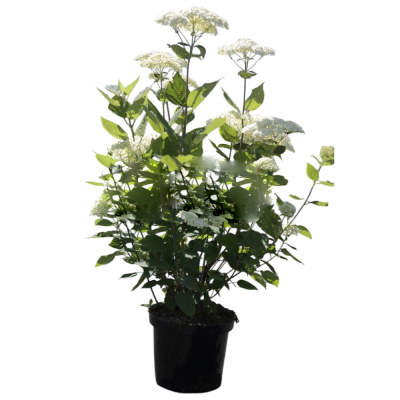 Гортензия др. Lime Ricky с5