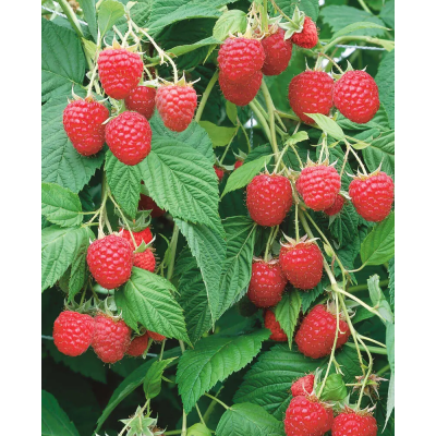 Малина перспективные сорта Крепыш/ЦКорЛюкс