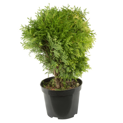 Туя Мириам С5/15-20