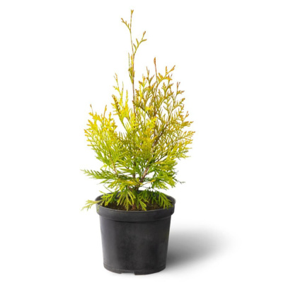 Туя Еллоу Риббон