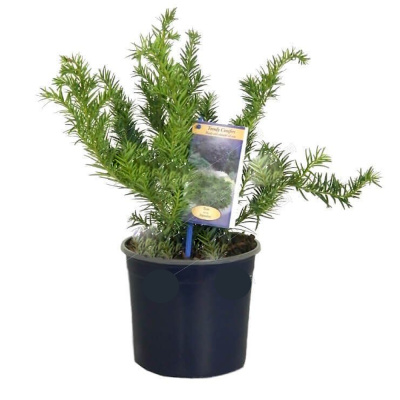 Тис ягодный Репанденс 12/25