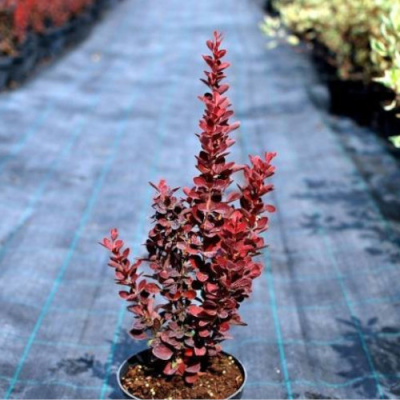 Барбарис Тунберга "Ред Рокет", С3;20-40;