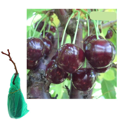 Вишня Жуковская/С