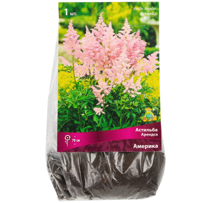Астильба Арендса Америка (1шт, розовый, h70см)