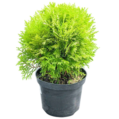 Туя зап. Danica с2