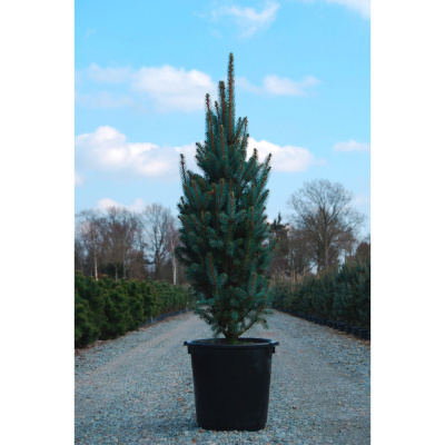 Ель кол. Iseli Fastigiata с30 125-150