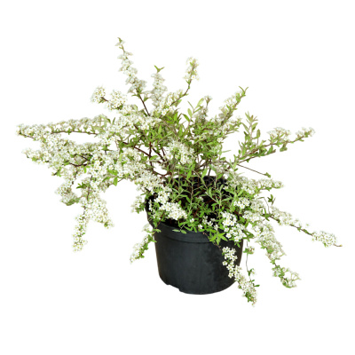 Спирея сер. Grefsheim с5 60-80