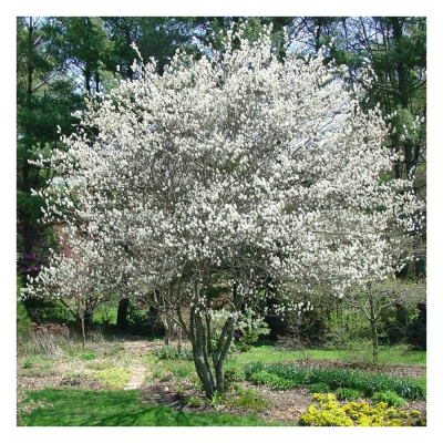 Ирга канадская/С