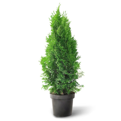 Туя западная Смарагд 80-100 (П)