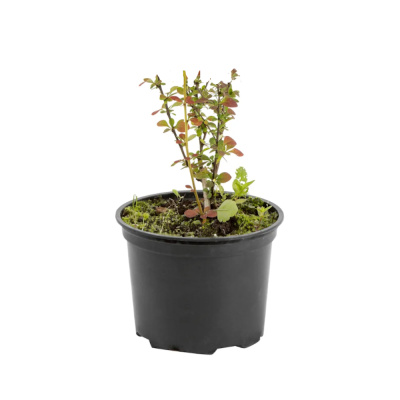 Барбарис Тунберга с5 20-40