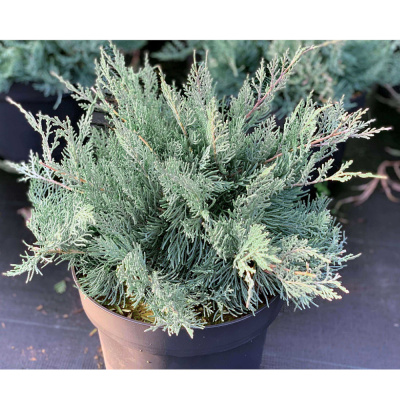 Можжевельник виргинский Грей Овл С3