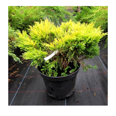 Можжевельник гор. Limeglow c5/7,5 30-40