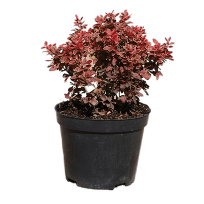 Барбарис Тунберга Адмерейшен С5 20-30