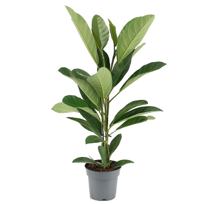 Фикус Бенгальский Рой 17/65